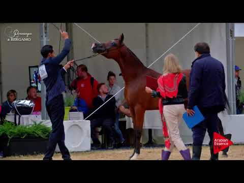 N.26 PRYAM DI MAR - Bergamo 2017 - Yearling Colts (Class 2B)