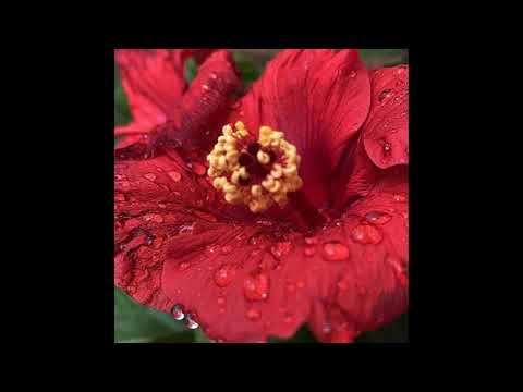 Maya Bensalem - Summertime, BlueDelta Jazz Version