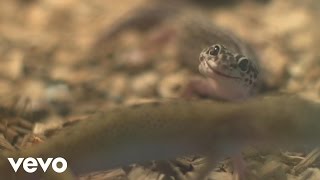 Maciej Malenczuk - Gekon