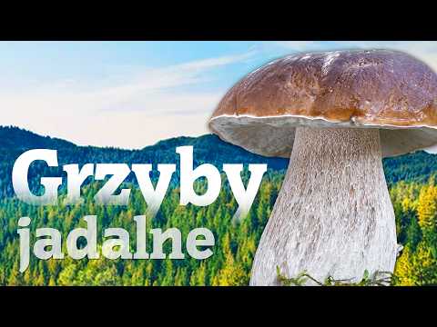 Edible Mushrooms - Atlas of Forest Mushrooms (appearance, descriptions, where to collect)