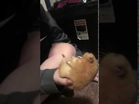 Hamster died from abuse