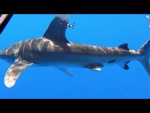 Oceanic White Tip shark freedive encounter