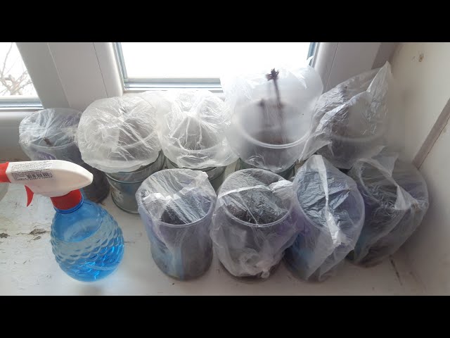 Youtube Video Youtube Video