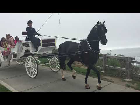 The bride arrives in a horse drawn carriage to her wedding ceremony in Half Moon Bay, California