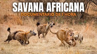 SAVANA AFRICANA: Os Predadores Mais Letais Do Continente - Documentário
