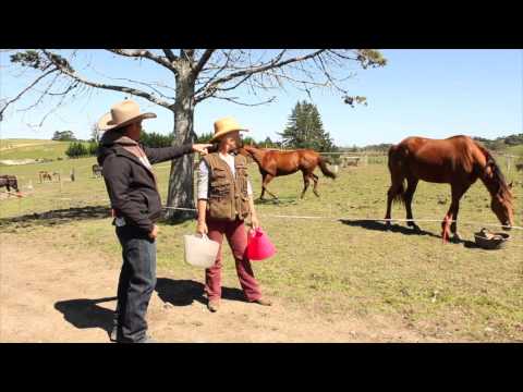 Preventing aggression at feeding time with horses