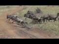 Wildebeest Stampede 1