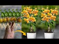 New Technique Of Growing Loquats in Aloe Vera: How To Grow Loquats Fast in Aloe Vera Get Many Fruits