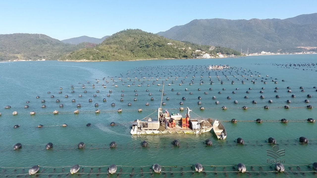 Mexilhões - Sistema mecanizado de colheita