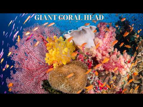 006 Diving the Russell Islands | Coral Towers and Silver Jacks