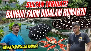 GILA!!! RUMAH MEWAH DI SULAP JADI PABRIK IKAN PREDATOR MEWAH !!!