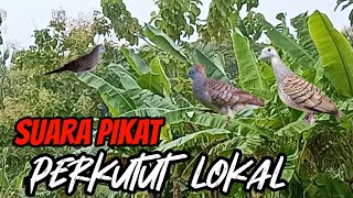 Download lagu suara pikat perkutut lokal gacor suara besar istimewa 💯% jitu mp3 Download lagu suara pikat perkutut lokal gacor suara besar istimewa 💯% jitu mp3