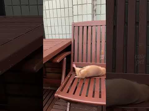 Daily Adventures of Adorable Pets