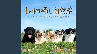 動物癒し自然音