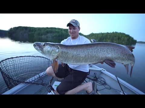 BIGGEST MUSKIES CAUGHT ON TOPWATER! (compilation)