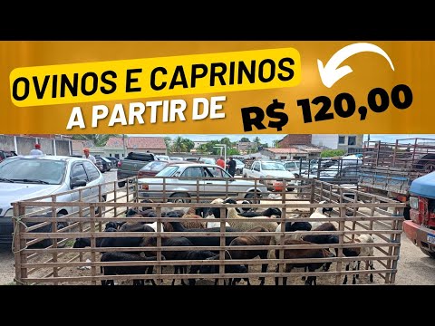 AO VIVO | Feira de Ovelhas e cabras de Cansanção Bahia | 1°/12/2025 - TV CANSANÇÃO