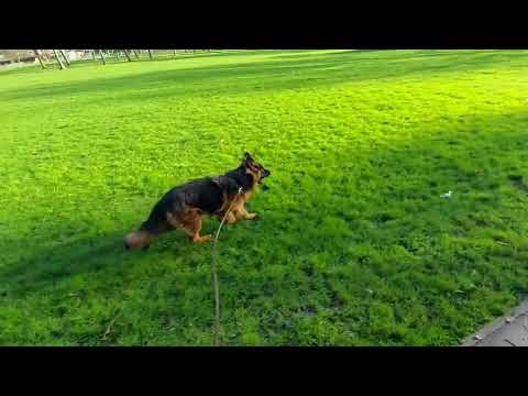 Mantra dei Murolo (Lasso vom Grafenbrunn x Unique dei Murolo)