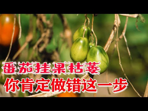 , title : '番茄挂果后枯萎，农户在种植上要注意了，别再乱浇水乱施肥【付老师种植技术团队】'