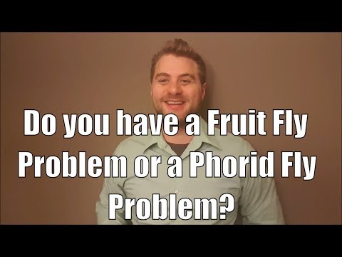 image-Will bleach kill phorid flies?