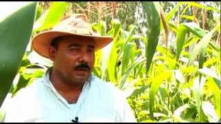 preview picture of video 'CropLife en Danli Honduras'