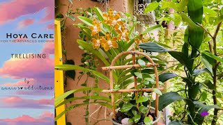Download Lagu Hoya care for the advanced grower | Trellising Thumbnail