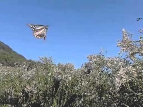 アサギマダラの飛翔300fps