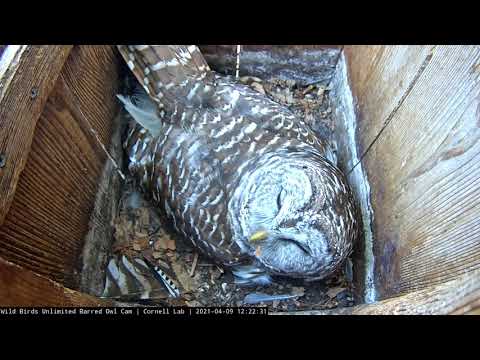 Female Barred Owl Faces The Camera As First Hatch Expected Soon – April 9, 2021