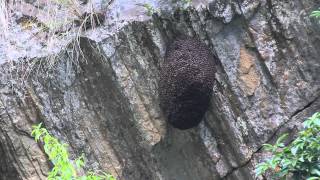 preview picture of video 'Wild honey bees - Langtang, Nepal'