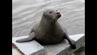 WOW!  Wild Common Seal gets close and shows off!