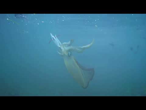 Super Fishing For Squid Of The Rocks