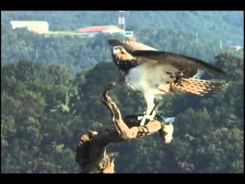 aguila pescadora noruega en urdaibai