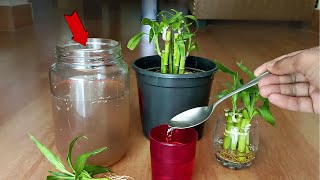 How to grow Lucky Bamboo Faster in water