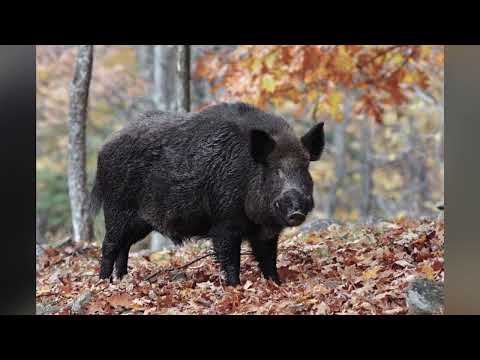 WILDBOAR/YABANDOMUZU #trending #nature #reels #hunting #tiktok #shorts #discovery #wildboarhunt
