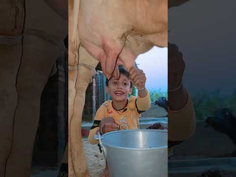 choti choti gaiya fdgf fg #love #song #funny