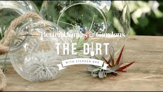 How To Grow and Care For Airplants | The Dirt | Better Homes & Gardens