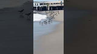 Run Bitch wkwkwk #animals #funnyvideo