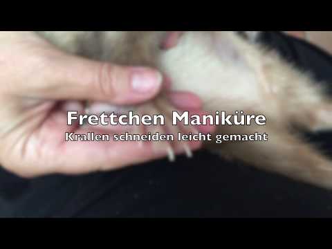 download lagu mp3 mp4 Frettchen Krallen, download lagu Frettchen Krallen gratis, unduh video klip Frettchen Krallen