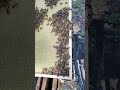 Our high quality beeswax foundation.   You can see honey flow in 4 hours