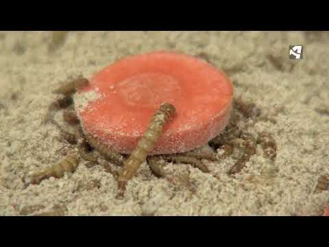 Fotograma del vídeo: 

Primera planta de cría de insectos en Aragón