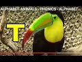 ALPHABET ANIMALS PHONICS ALPHABET SONG Part 7