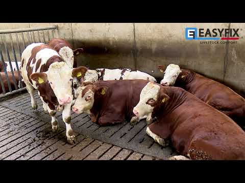 EASYFIX Stalleinrichtungen - Michael Konen (Bullenmastbetrieb)