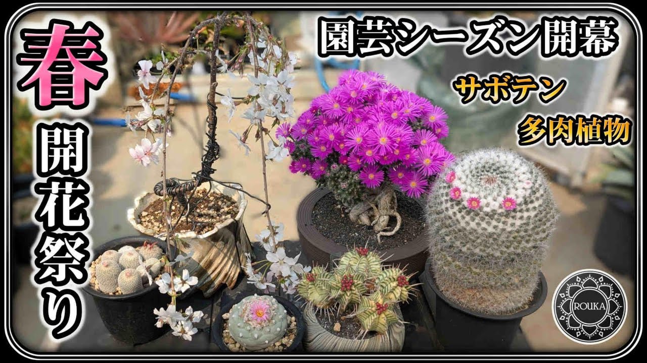 【サボテン・多肉植物】春の開花祭り！園芸シーズン開幕【アガベ】【桜】【園芸】