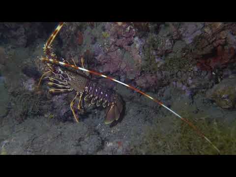 Palinurus elephas