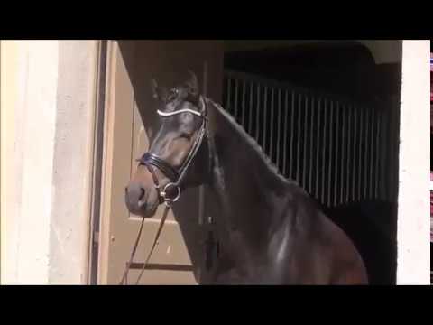 DSP Masterpiece 05 2019