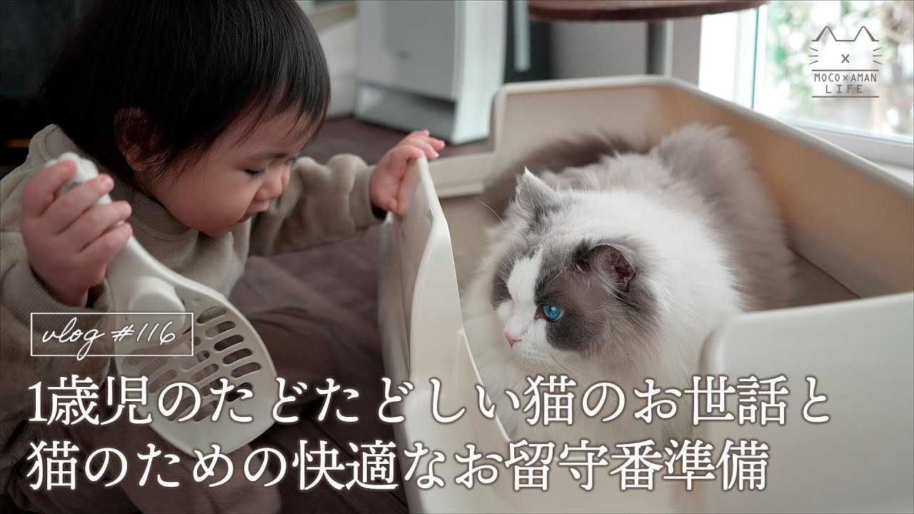 1歳児の猫のお世話｜お留守番も安心！大型猫に快適空間を作ってみた｜ラグドール猫 #116