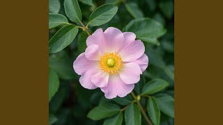 Download lagu Aku tau cinta itu terlarang mp3