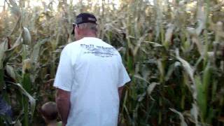 preview picture of video 'Walking in the Montana Corn Maze'