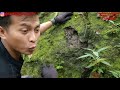 MUSTIKA LIPAN BESAR/KELABANG DITEMUKAN DIATAS BATU! KELABANG HITAM! BENARKAH MUSTIKA LIPAN ADA?!