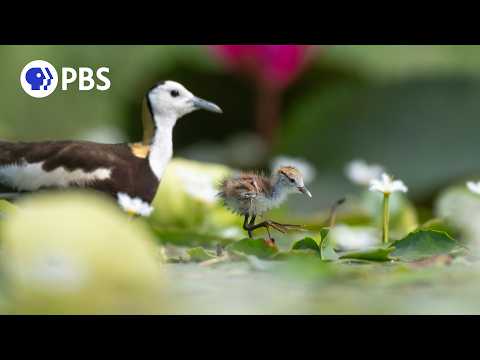 Parenthood "Freshwater" | Full Episode | PBS Nature