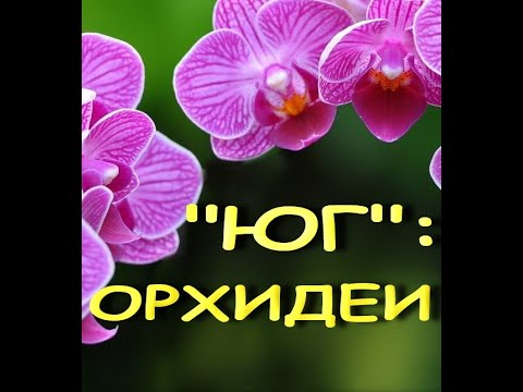 ЗАВОЗ прекрасных ОРХИДЕЙ в "Юге",28.10.21,Самара,ул.Авиационная,8.